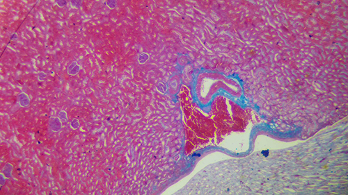 一文速览:显微镜常见的7种观察方式 一文速览:显微镜常见的7种观察方式