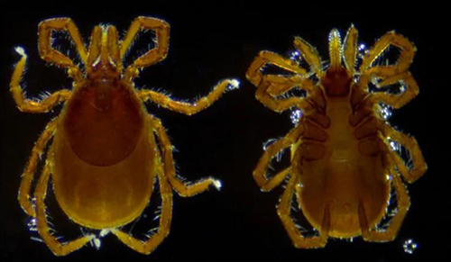 一文速览:显微镜常见的7种观察方式 一文速览:显微镜常见的7种观察方式