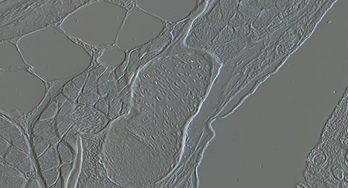 一文速览:显微镜常见的7种观察方式 一文速览:显微镜常见的7种观察方式